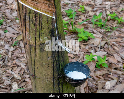 Latex laiteux extrait d'arbre à caoutchouc, Thaïlande Banque D'Images