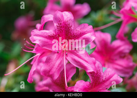 Libre de rhododendron fleurs dans isabella plantation, un jardin boisé à Richmond Park dans le sud ouest de Londres Banque D'Images