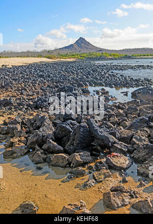 Dragon hill vue de la plage de l'île de santa cruz dans les Galapagos Banque D'Images