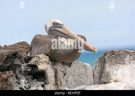 Pélican brun perché sur un rocher montrant sa paupière intérieure sur l'île Santa cruz de Galápagos Banque D'Images