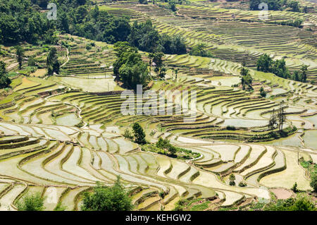 Les terrasses de riz de Yuanyang, Yunnan - Chine Banque D'Images