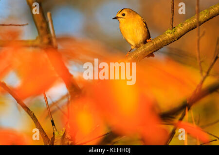 Plus petit oiseau de l'Europe dans la forêt d'automne Banque D'Images