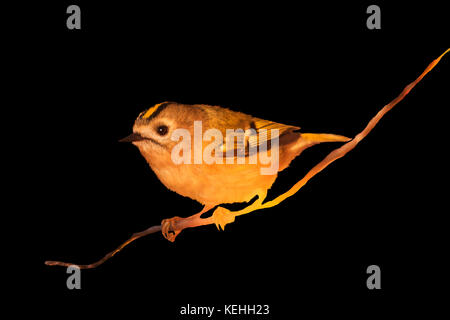 Goldcrest assis sur une branche isolée sur un fond noir Banque D'Images