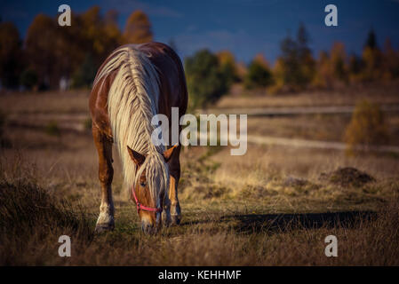 Cheval sur pâturage pâturage à l'automne Banque D'Images