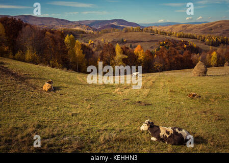 Les vaches des pâturages dans les montagnes. paysage d'automne avec le bétail en Transylvanie, Roumanie. Banque D'Images