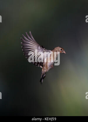 Chardonneret mineur, (Carduelis carduelis) en vol, frontières Shropshire uk,2017 Banque D'Images