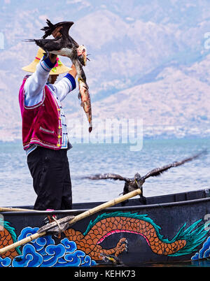 Chinese man fishing avec cormorans Oiseaux dans le Lac Erhai - Yunnan, Chine Banque D'Images