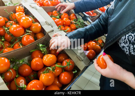 Femme caucasienne sélectionnant des tomates Banque D'Images