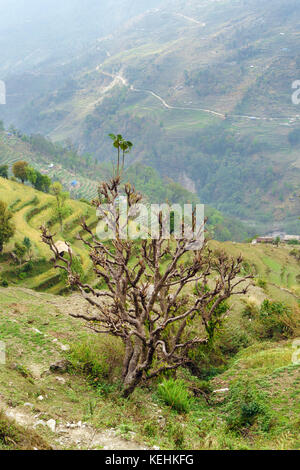 La production d'arbres de bouleau sur une pente proche de la piste près de landruk, région de l'Annapurna, au Népal. Banque D'Images