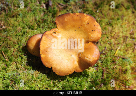 La culture des champignons rim rouleau brun sur un lit de lichen dans la forêt laurentienne, province de Québec, Canada. Banque D'Images