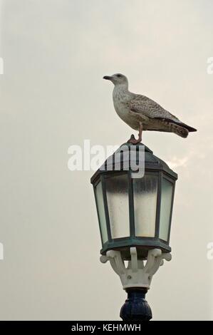 Goéland gris perché sur un lampadaire sur la jetée de Worthing, Royaume-Uni Banque D'Images