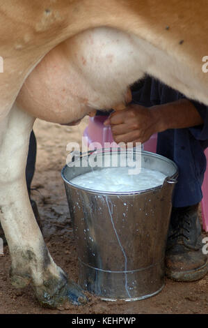 Vaches Jersey être traite à la main dans une laiterie en Inde Banque D'Images