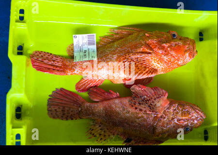 Cabracho Red Scorpion poissons à Confradia de Pescadores de Luarca, Confédération des pêcheurs de Luarca, à Puerto Luarca dans les Asturies, Espagne Banque D'Images