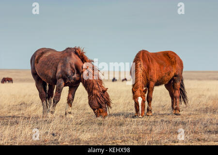 Les chevaux sauvages dans la région des prairies Banque D'Images