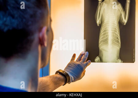 L'examen de radiographie vétérinaire médecin pet Banque D'Images