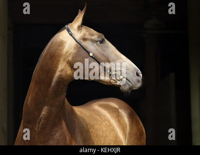 . Akhal-teke portrait d'un étalon avec la sellerie traditionnelle, vu sur un fond noir Banque D'Images