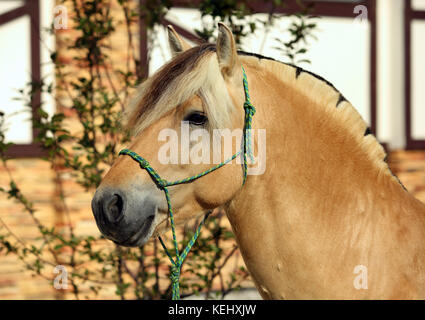 Étalon fjord de beauté traditionnels avec tack au stud farm Banque D'Images
