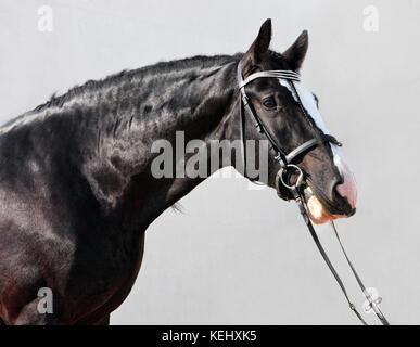 Shire Horse sont préparés pour l'agriculture Banque D'Images