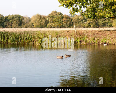 Beaux canards colverts posés sur la surface de l'eau du lac en été haut countrybeautiful le colvert reposant sur la surface de l'eau du lac en été Haut pays ; Essex ; e Banque D'Images