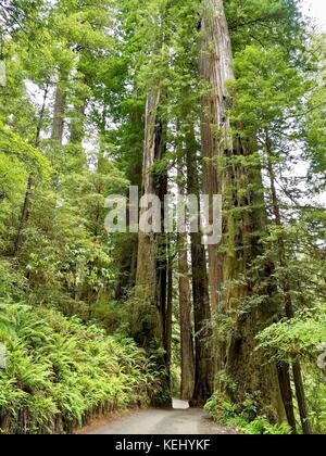 Howland Hill Road, une route de terre à travers bois rouge arbres en jedediah smith redwoods state park Banque D'Images