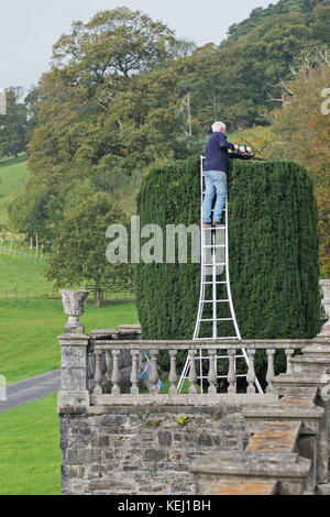 Yew Tree mature ( taxas baccata ) trim comme décor de jardin dans le Devon, UK Banque D'Images