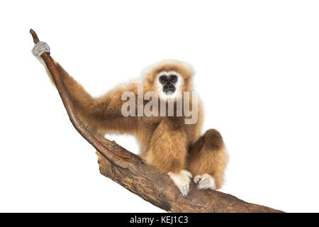 Lar, ou blanc-remis gibbon (Hylobates lar), captive, isolé sur fond blanc. Banque D'Images