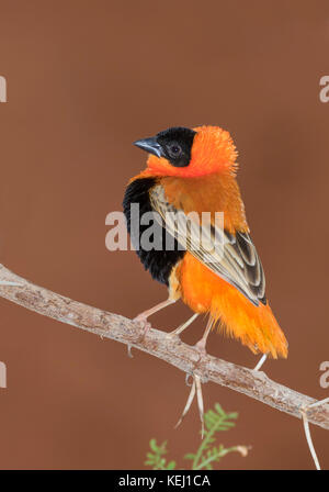 Les mâles de l'évêque rouge ou orange (Euplectes franciscanus évêque weaver) affichage, captive (originaire du sud de l'Afrique). Banque D'Images