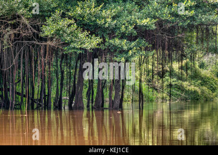 Forêt amazonienne avec des racines aériennes suspendues à des arbres, Réserve nationale de Pacaya Samiria, Reise Eco River, Pérou Banque D'Images