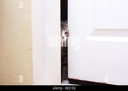 Le chaton a l'air dans la porte entrebâillée, il veut entrer Banque D'Images