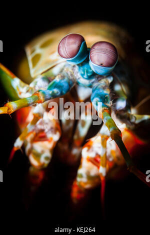 Odontodactylus scyllarus, connu comme le paon, arlequin crevettes mantis mantis shrimp, crevettes, mantis peint ou clown crevette mantis Banque D'Images