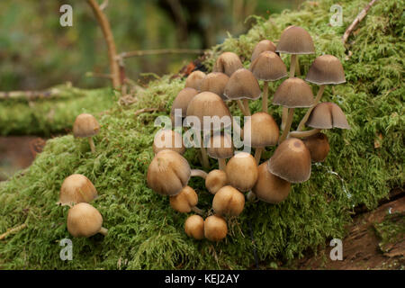 Coprinus micaceus (Inkcap scintillants) Banque D'Images