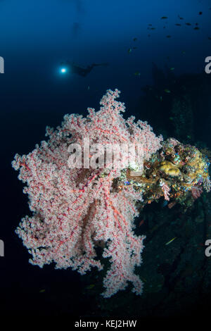 Gorgonia et diver silhouette dans l'usat liberty amed bali Banque D'Images