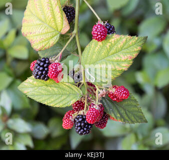 Bush blackberry avec la maturation des fruits rouges et noirs Banque D'Images