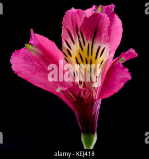 Un plan macro sur une fleur alstroemeria isolé sur un fond noir. Banque D'Images