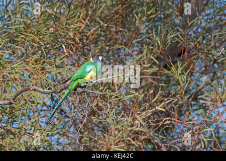 Barnardius zonarius australienne (à collier) également connu sous le nom de port lincoln parrot Banque D'Images