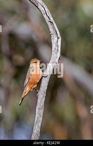 Bruant roux (climacteris rufus). Un oiseau le treeclimbing Banque D'Images