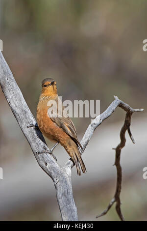 Bruant roux (climacteris rufus). Un oiseau le treeclimbing Banque D'Images