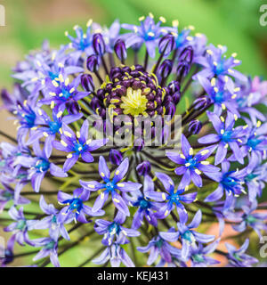 Un plan macro sur les fleurs bleu de Scilla peruviana. Banque D'Images