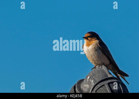 Hirondelle rustique (Hirundo neoxena bienvenue). un oiseau d'Australie. Banque D'Images