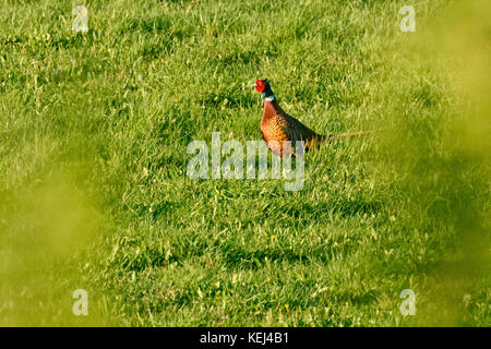 Le faisan commun (Phasianus colchicus) Banque D'Images