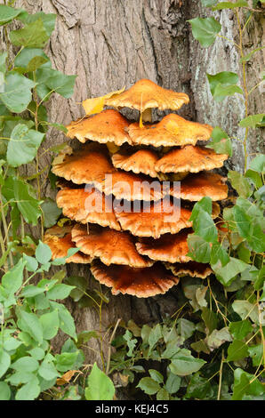 Polypore soufre (sulphureus) : Banque D'Images