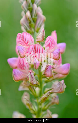 Le lupin (Lupinus) Banque D'Images