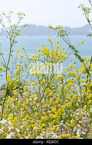 Domaine de la moutarde (Brassica rapa) Banque D'Images