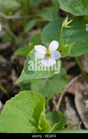 Violet canadien (Viola canadensis var. Scopulorum) Banque D'Images