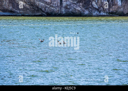 De nombreux guillemots oiseaux noirs natation s'envoler par rocher Percé et l'île Bonaventure en Gaspésie, Québec, région de la Gaspésie Banque D'Images