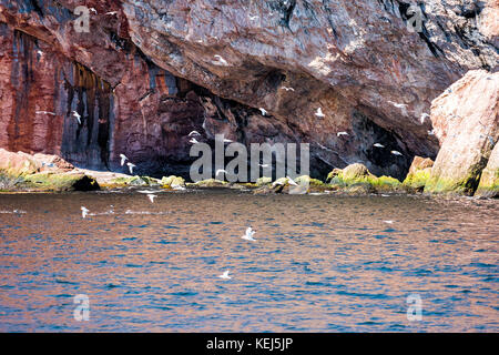 Troupeau de mouette oiseaux volant par falaise de l'île Bonaventure à Percé, Gaspésie, Gaspésie, Québec, Canada Banque D'Images