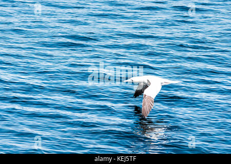 L'un blanc de bassan morus oiseau volant au-dessus de la surface de l'eau d'océan avec réflexion Banque D'Images