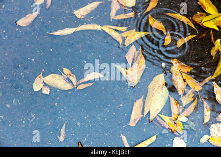 Flaque d'eau après la pluie tombée colorés autumnal leaves dans c Banque D'Images