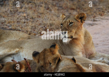 Pack of South African lions de manger à un zèbre tué dans le parc national Kruger, Afrique du Sud Banque D'Images