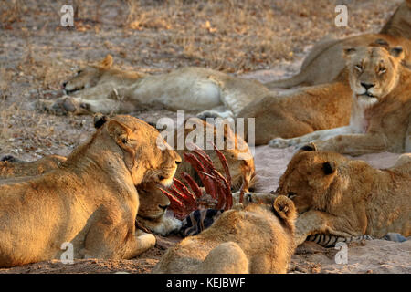 Pack of South African lions de manger à un zèbre tué dans le parc national Kruger, Afrique du Sud Banque D'Images